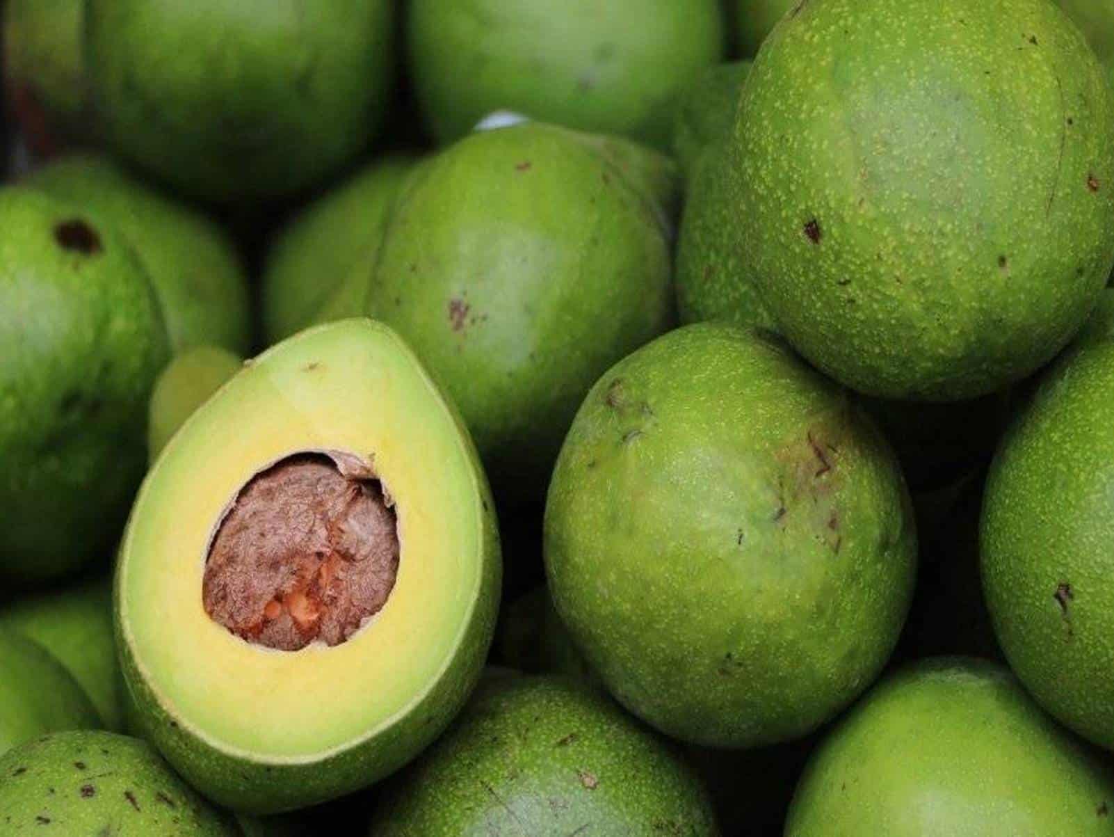 Óleo de abacate ajuda a emagrecer e tem mais 7 benefícios