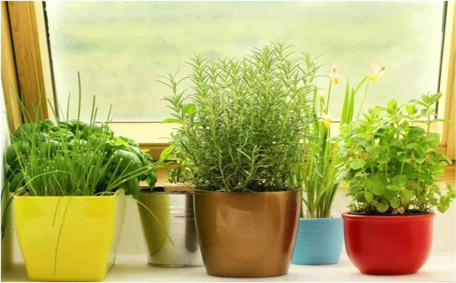 Aprenda a fazer fertilizante caseiro para cuidar das plantas