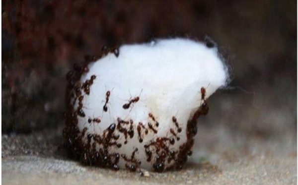 Receita caseira para eliminar as formigas de casa 