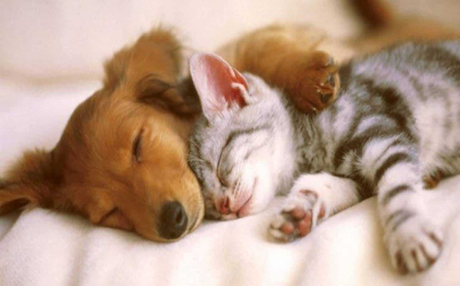 Cachorro e gato dormindo