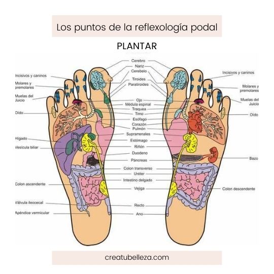 Mapa dos pontos da reflexologia do pé.