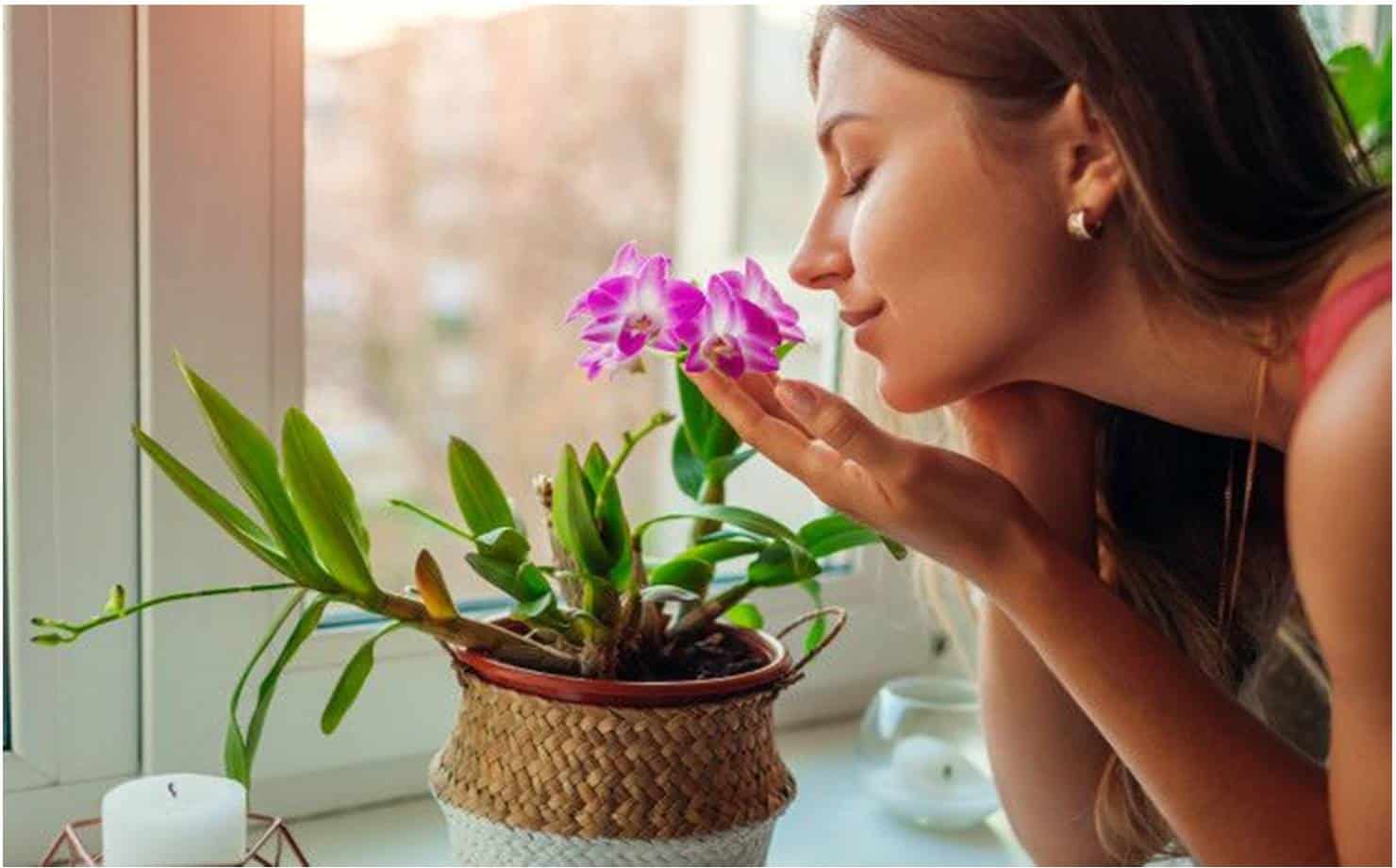 5 plantas que absorvem ou removem odores ruins da casa