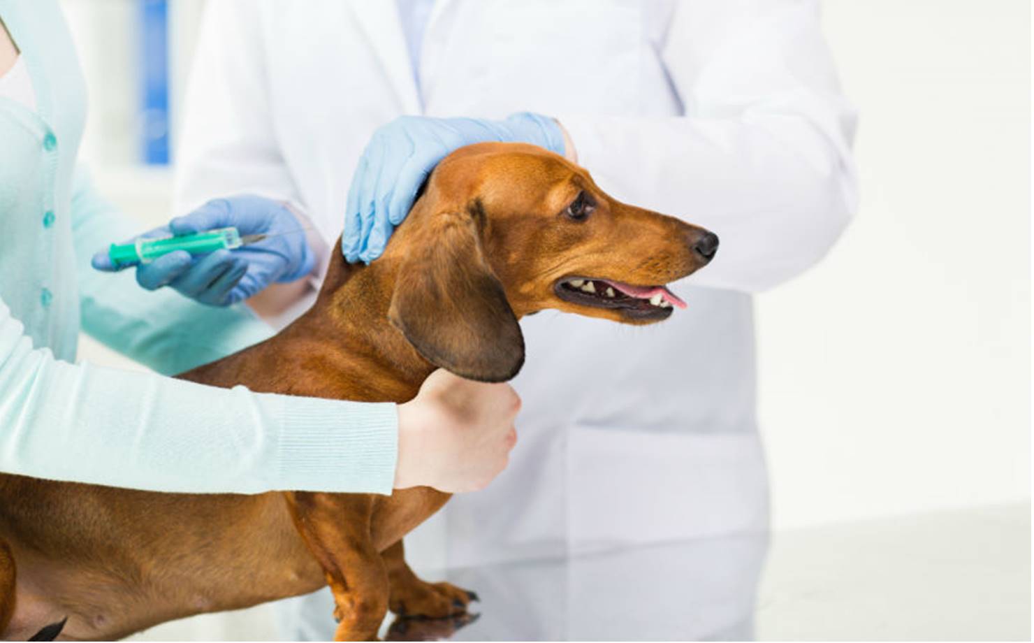 vacinação de cães e gatos nesta sexta-feira 