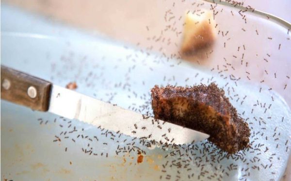 Repelente natural para espantar formigas