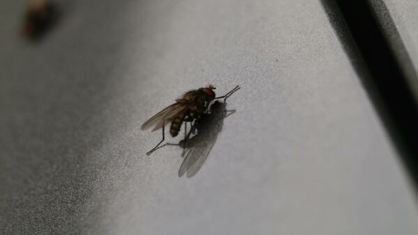 6 dicas caseiras para espantar e eliminar as moscas de sua casa