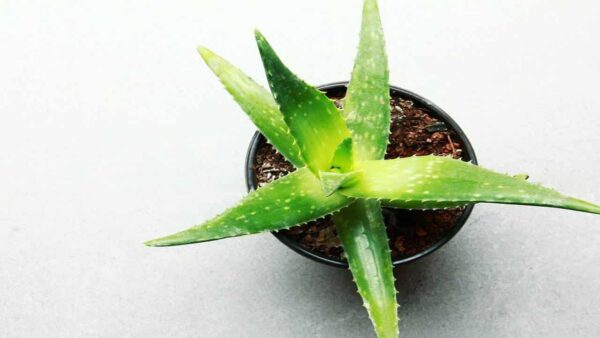 Aloe vera: como usá-lo para crescer seus cílios