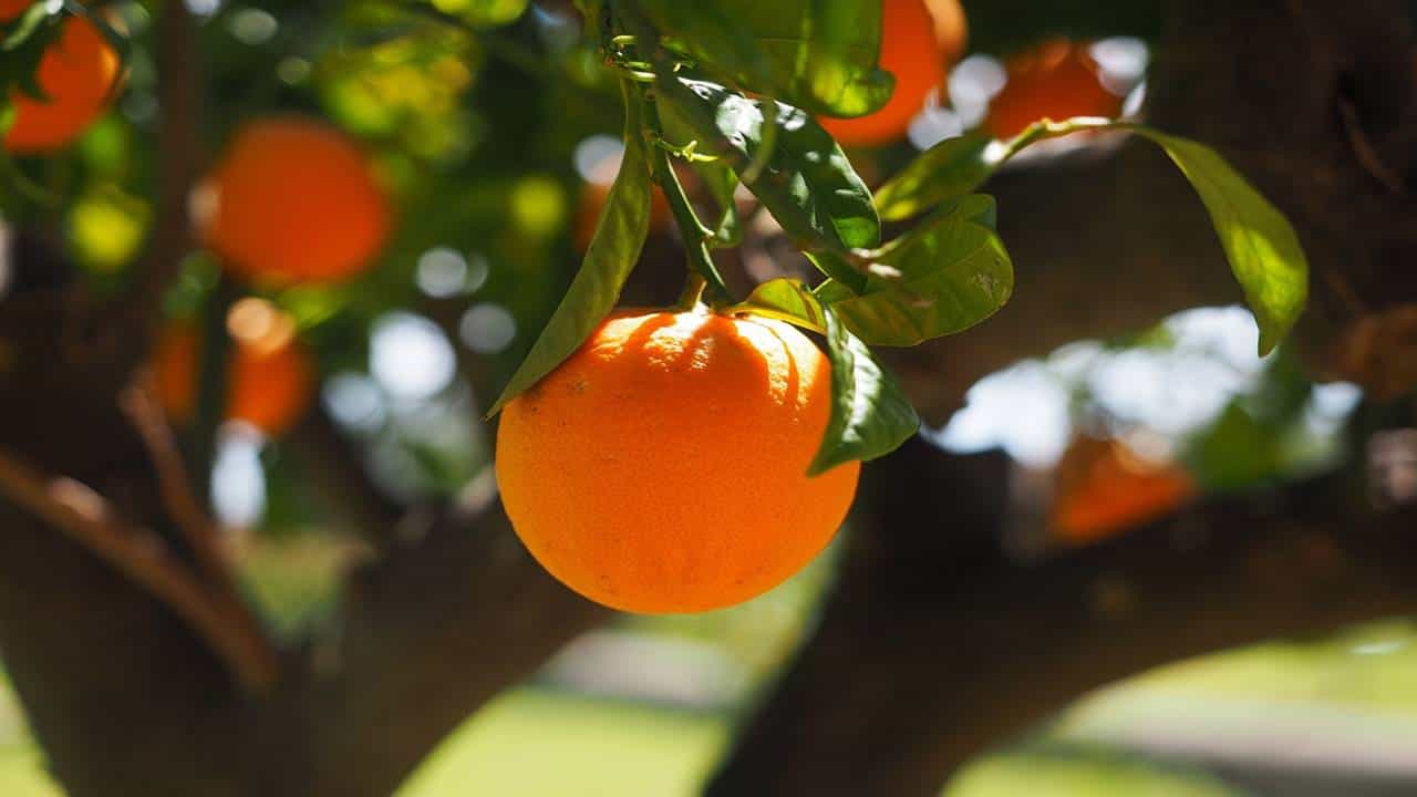 Smoothie de laranja, aproveite a vitamina C dessa bebida caseira