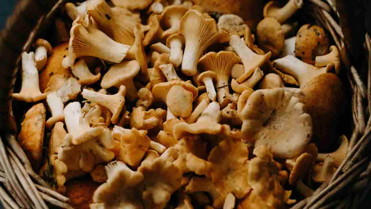 Cogumelos salteados: jantar prático em 10 minutos