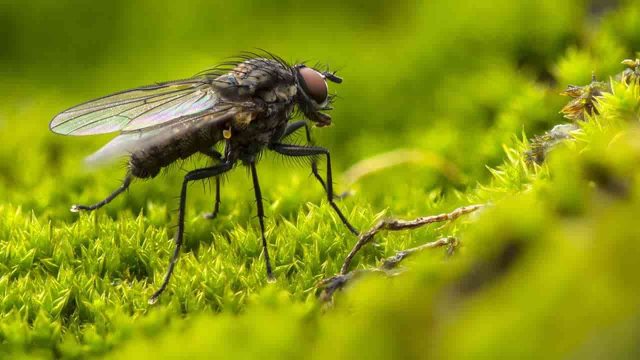 4 plantas que moscas odeiam e vão te ajudar a afugentá-las de casa 