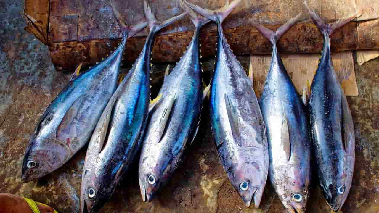 Quais são os perigos de consumir peixes e mariscos crus