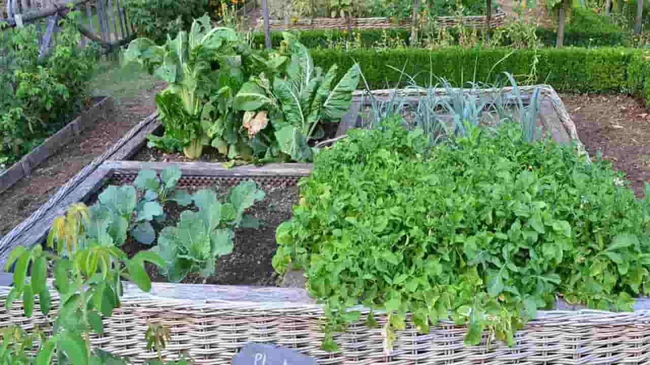 10 vegetais nos quais você encontrará clorofila de forma natural 