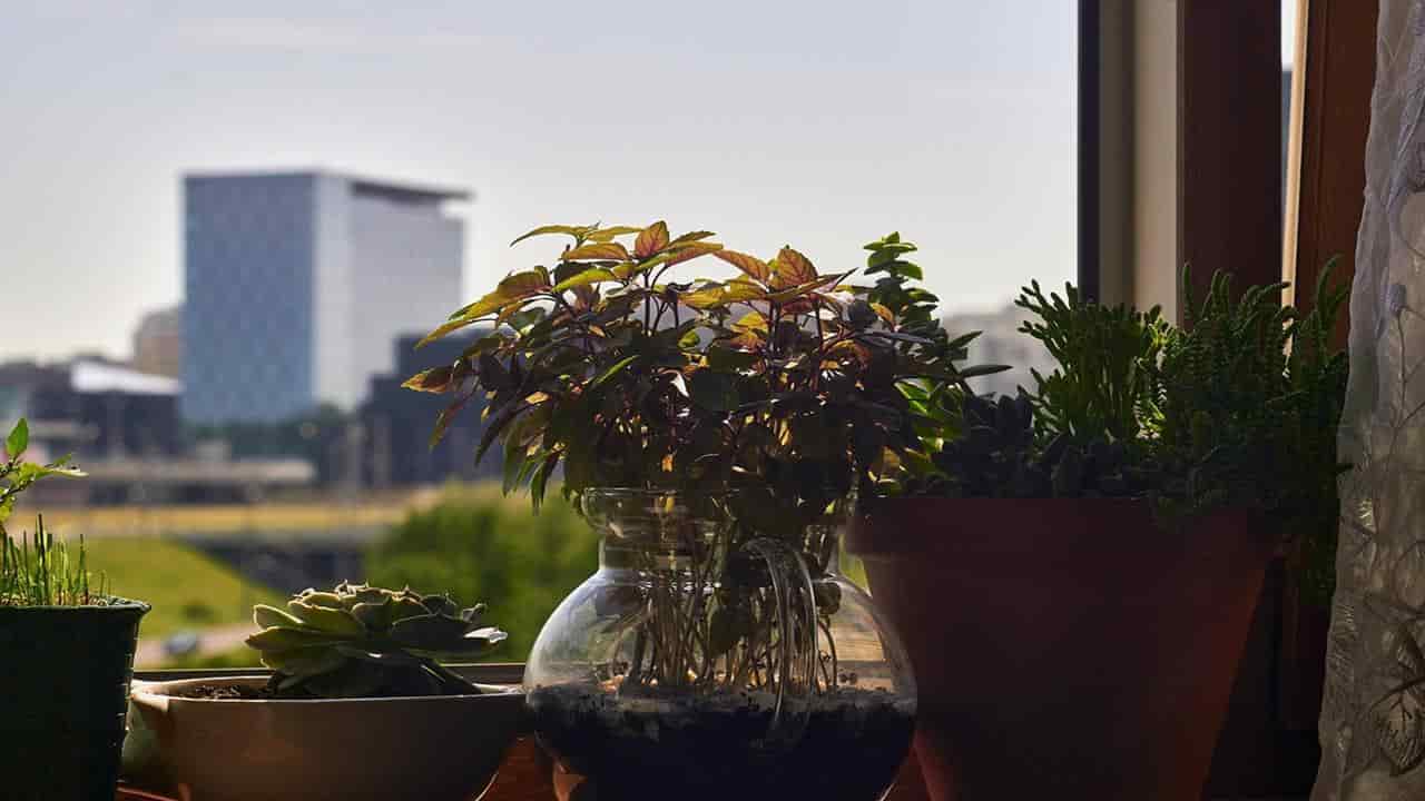 3 plantas que você deve ter em casa para dissipar o calor em casa
