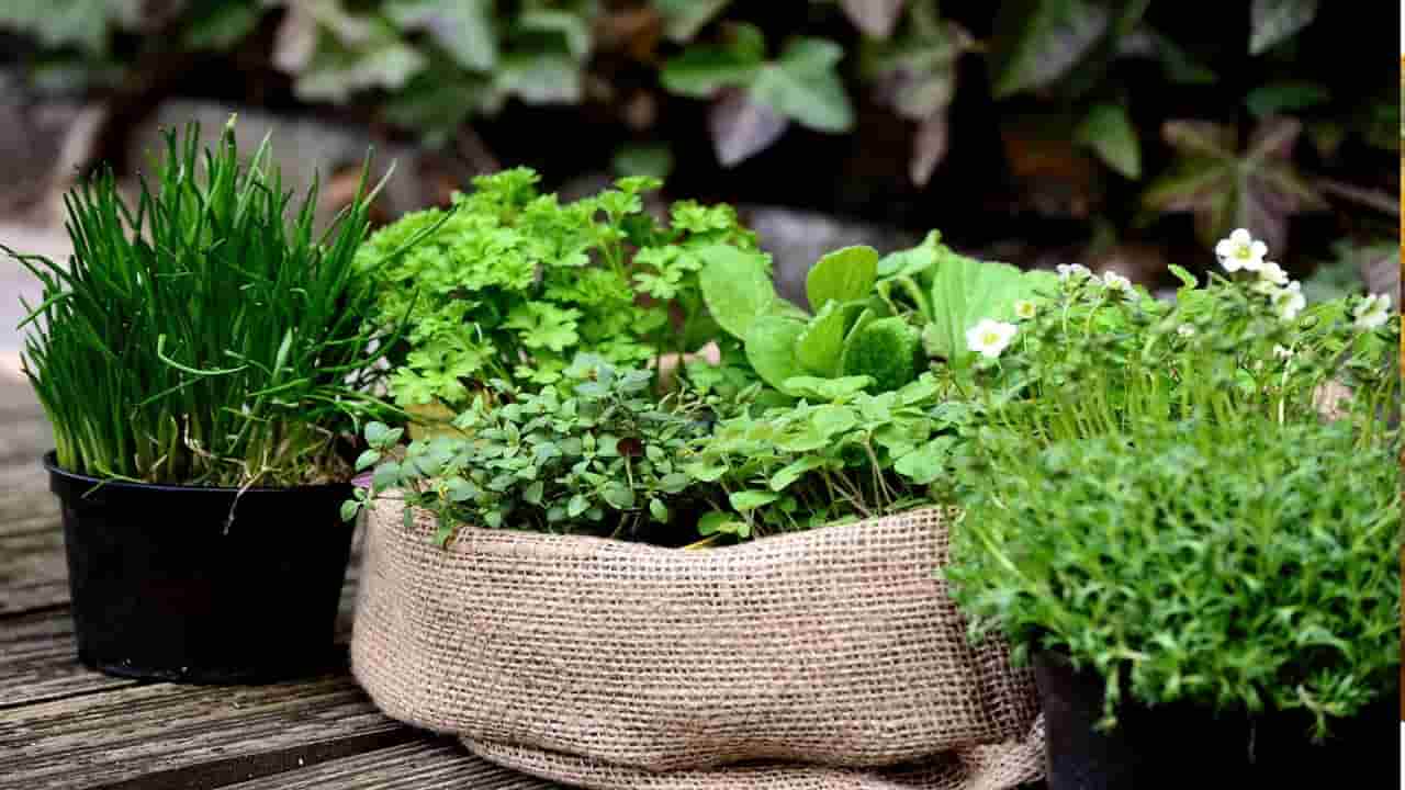 5 Erros que impedem que as suas plantas aromáticas cresçam no seu jardim